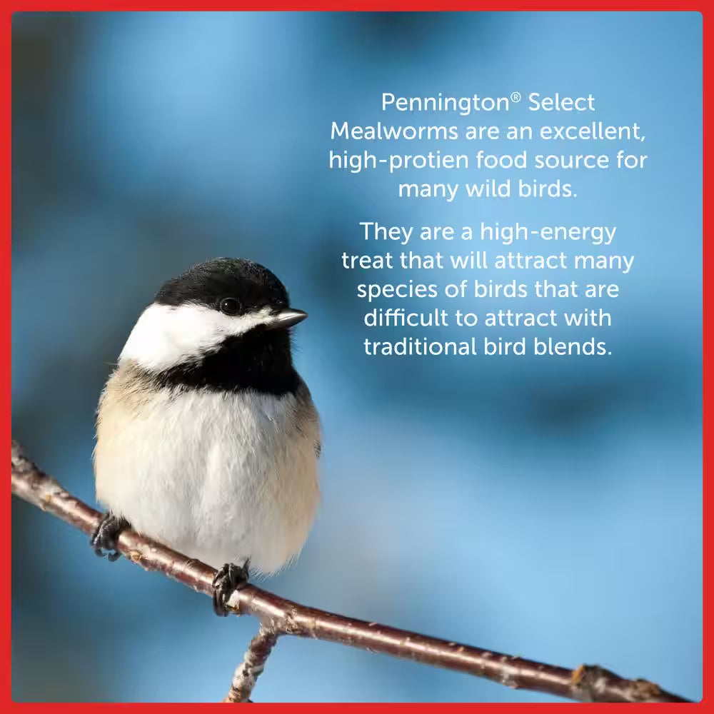 Select 17.6 Oz. Mealworms Wild Bird Food