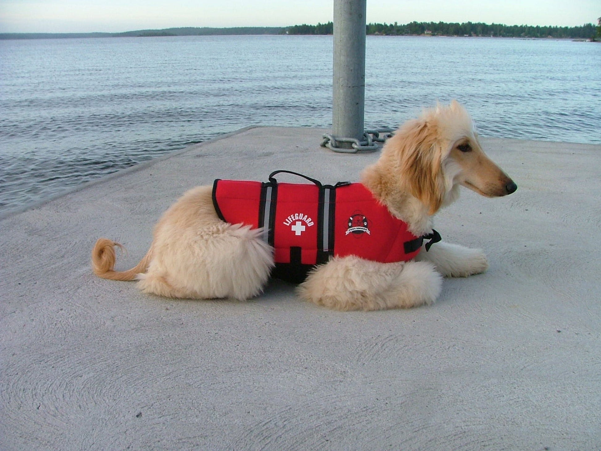 Fido Pet Products R1400 M - Red Lifeguard Neoprene Dog Life Jacket