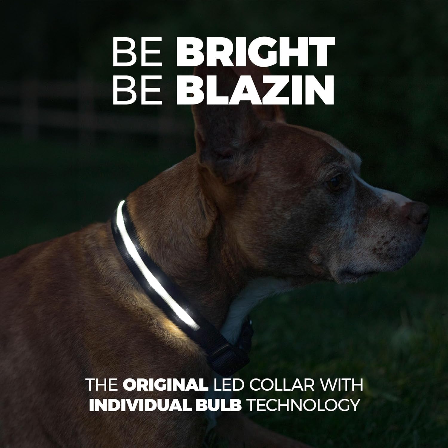 Light up Dog Collar - the Original LED Dog Collar - USB Rechargeable - Waterproof - 1,000 Feet of Visibility - Dog Collar Light for Small, Medium, Large Dogs - US Brand